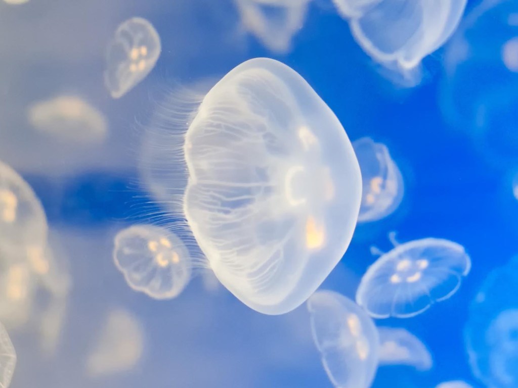 Море в Геническе превратилось в «суп» с медузами: появилось жуткое видео