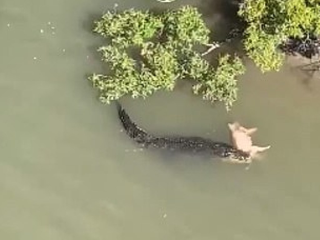 В Австралии огромный крокодил утащил в реку дикую свинью (ВИДЕО)