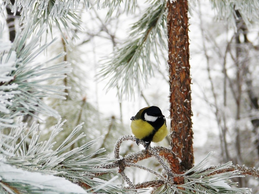 Климатолог: Зима в Украине будет холодной и снежной, а осень &#8212; теплой