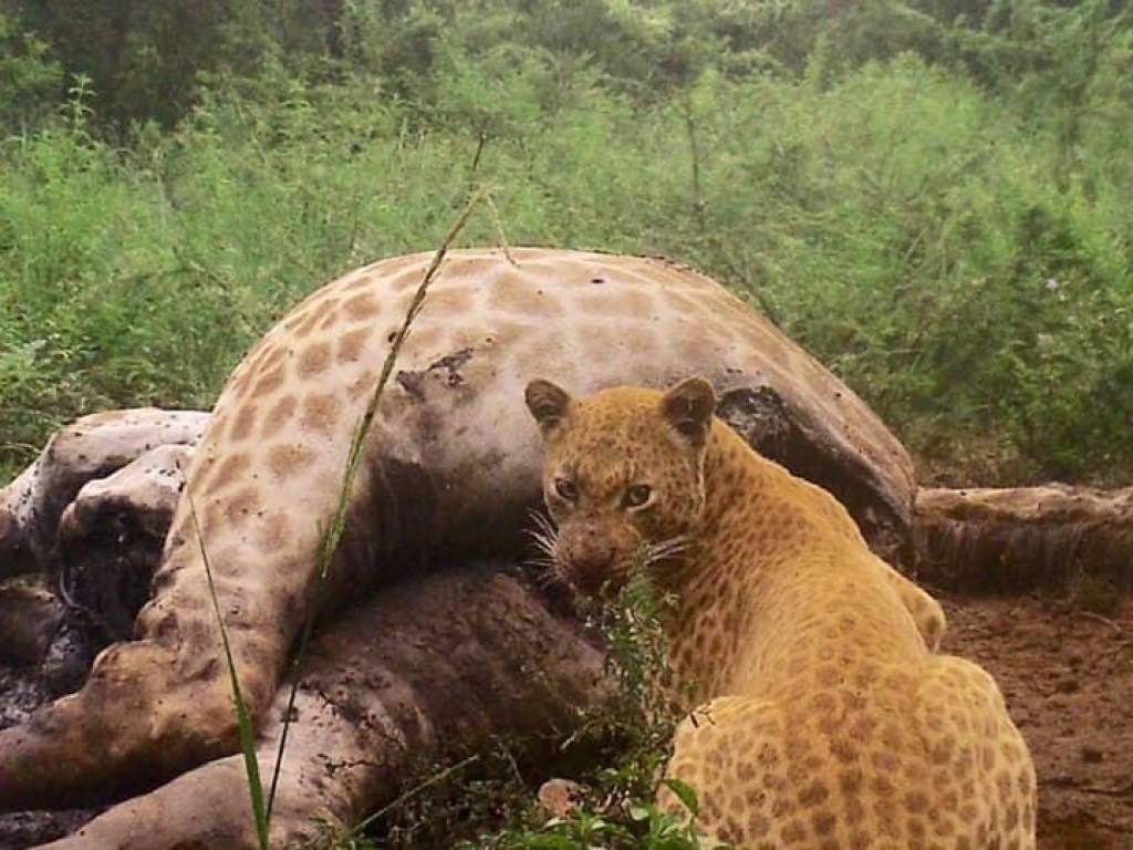 В Африке на камеру сняли редчайшего в мире клубничного леопарда (ФОТО)