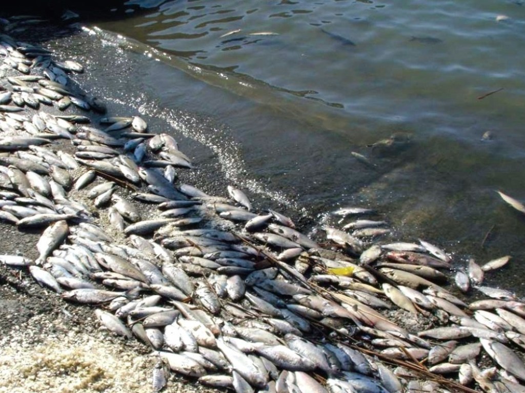 Установлена причина массового мора рыбы в Южном Буге в Николаеве