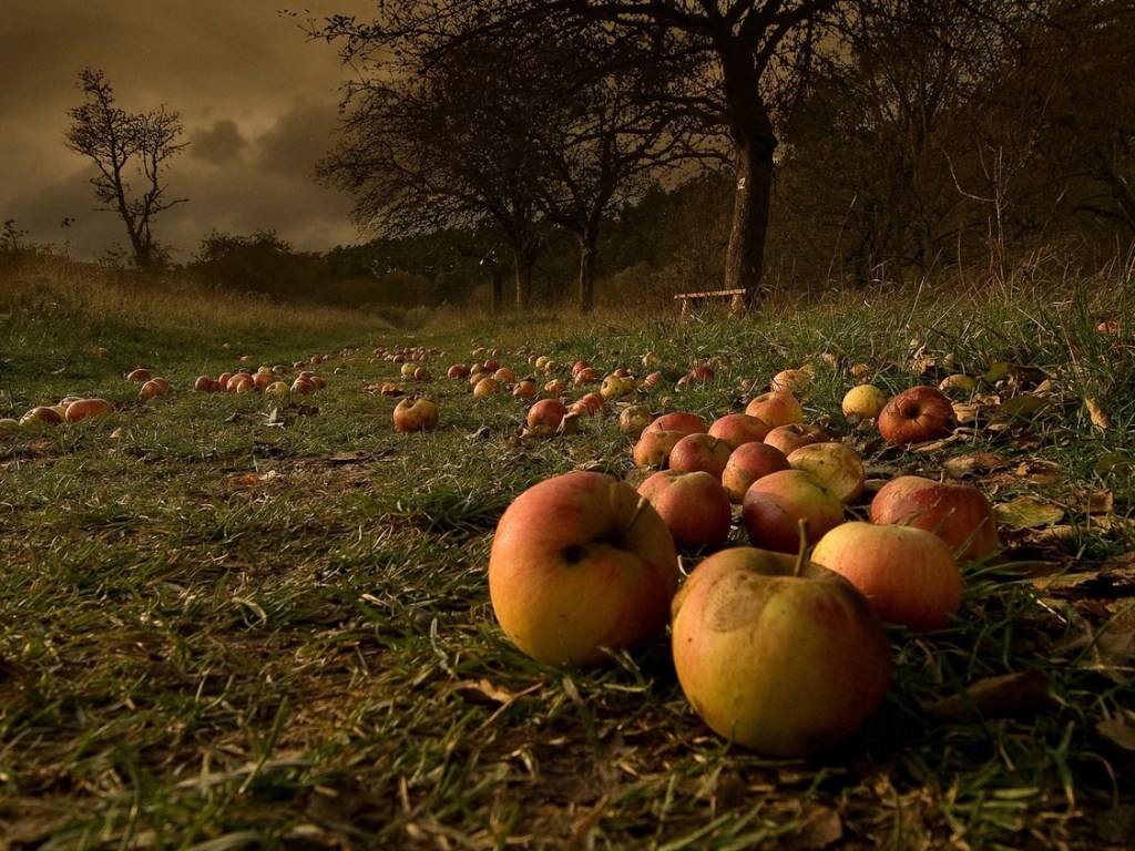 Агроном: опавшие яблоки могут стать источником заражения растений, их надо убрать