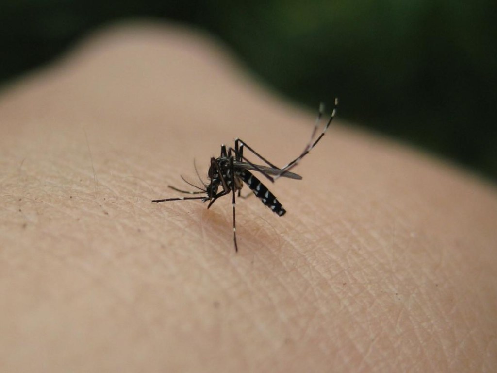 В Великобритании укус комара стал причиной остановки сердца у 25-летней женщины