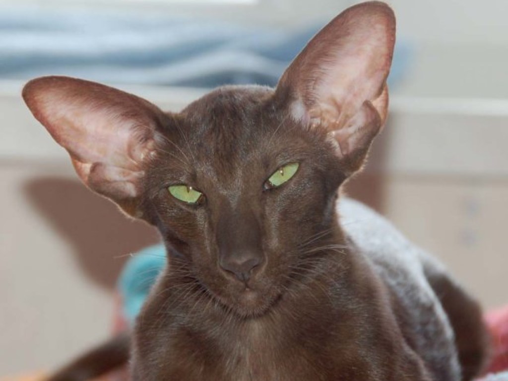 Самая ушастая в мире кошка покорила Сеть (ФОТО)