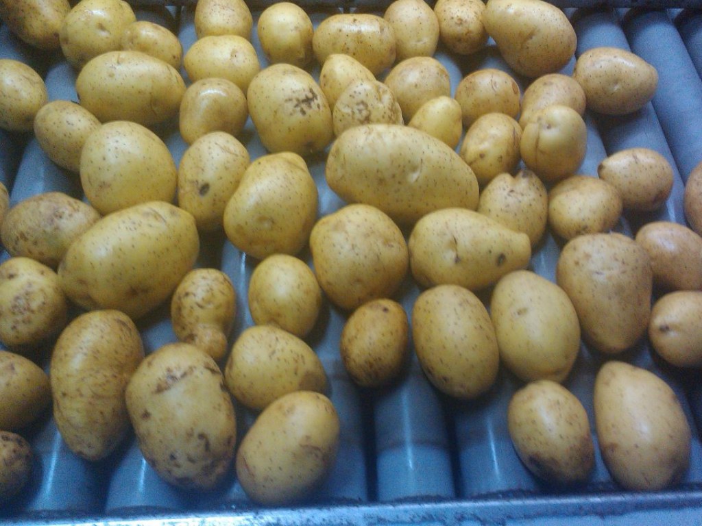 Эксперты назвали смертельную опасность мытого картофеля