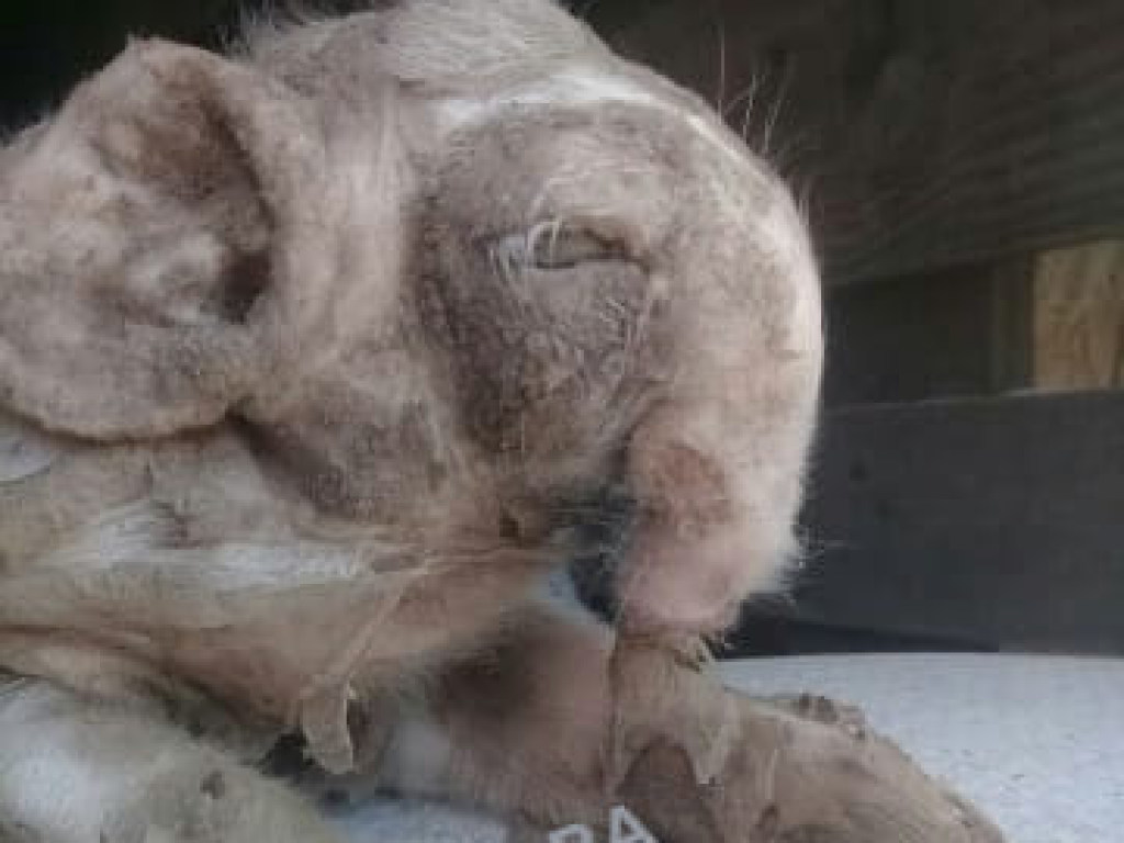 Свинья с хоботом слона: в Аргентине родился мутант (ФОТО, ВИДЕО)