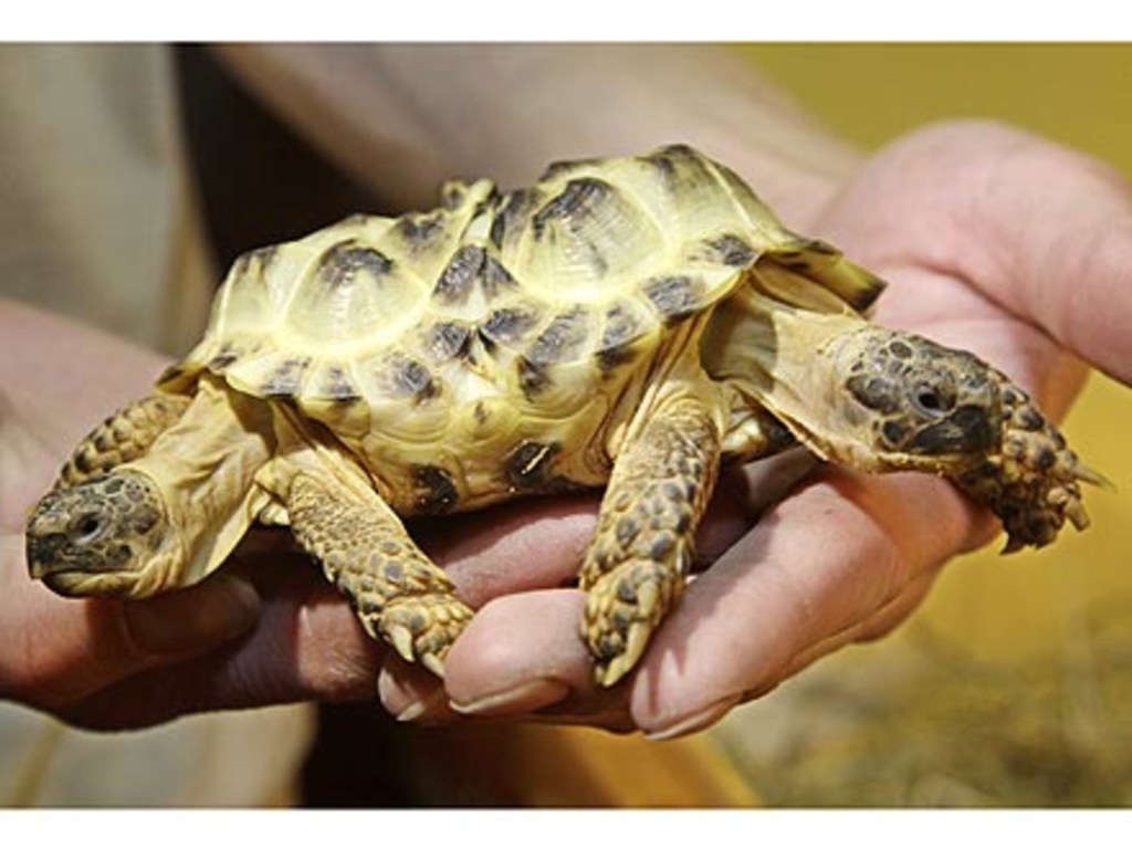 В США обнаружили редкую черепаху-мутанта