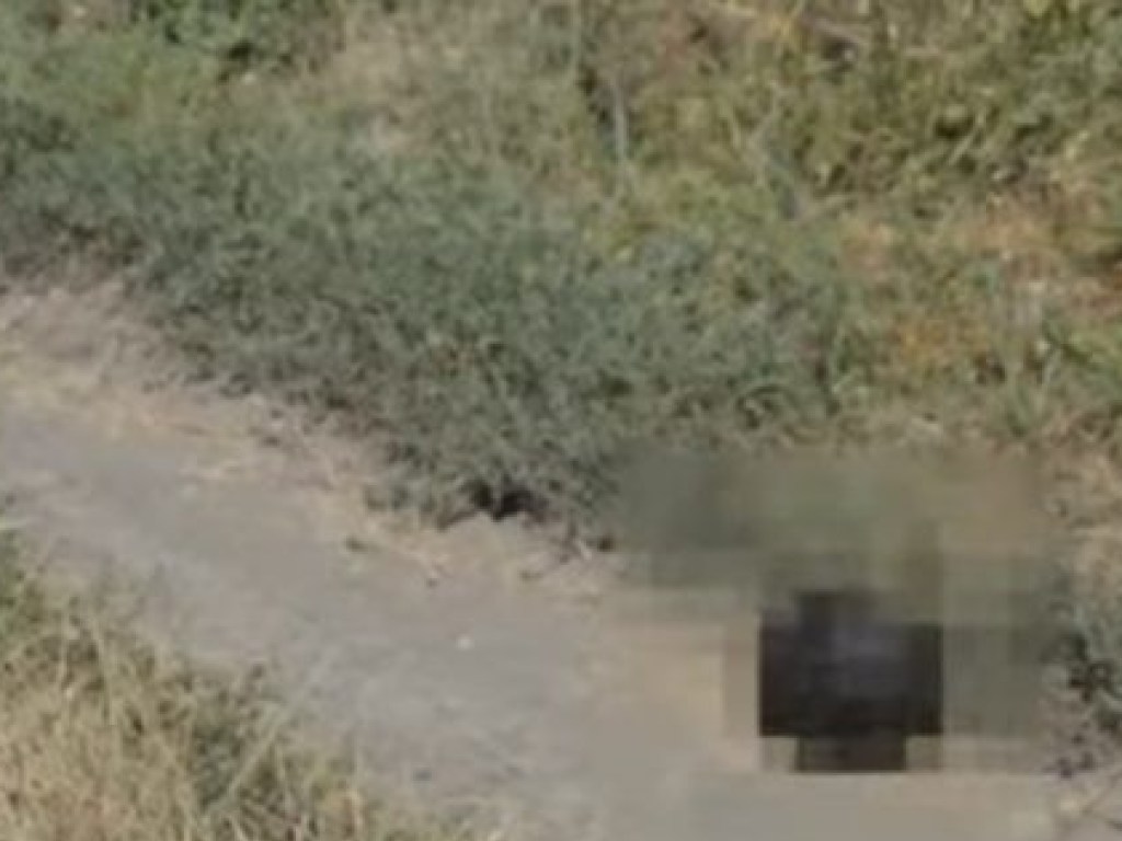В Одесской области нашли отсеченную голову на дороге (ФОТО, ВИДЕО)