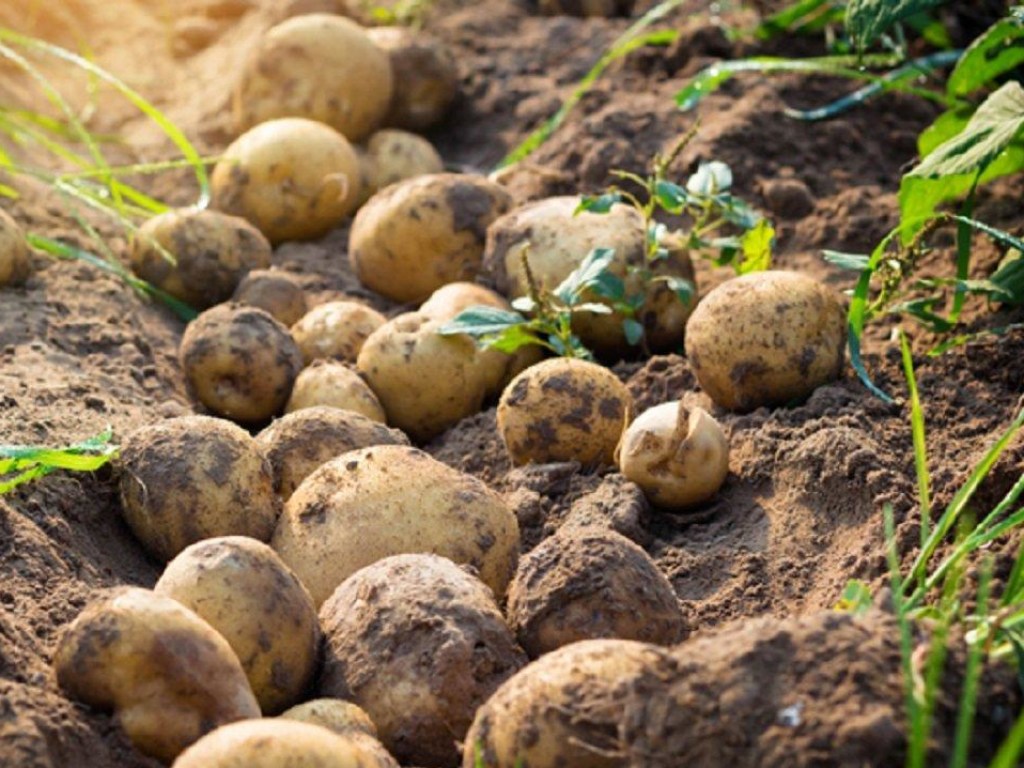 Американские ученые выяснили опасность употребления картофеля для слабого пола
