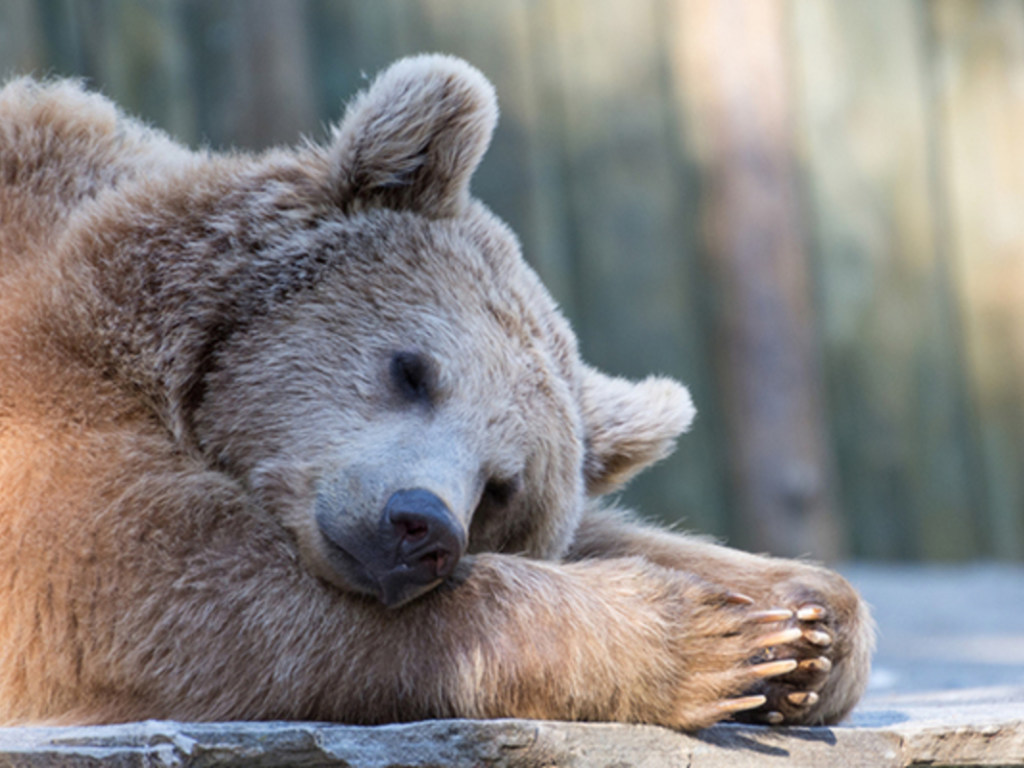 В США медведь забрался в гостиничный номер и заснул там (ВИДЕО)
