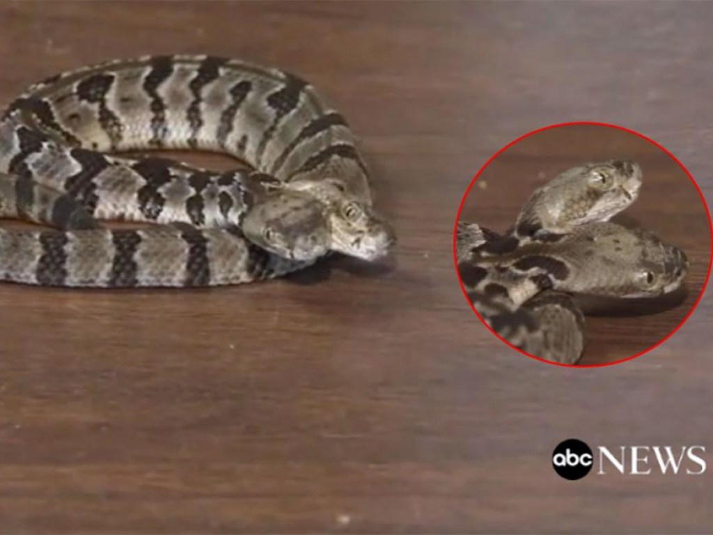 Ученые нашли редкую змею с двумя головами (ФОТО)