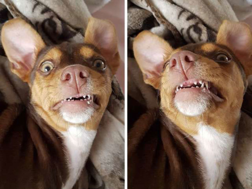 В Бразилии собака примерила зубные протезы бабули и насмешила Сеть (ФОТО)