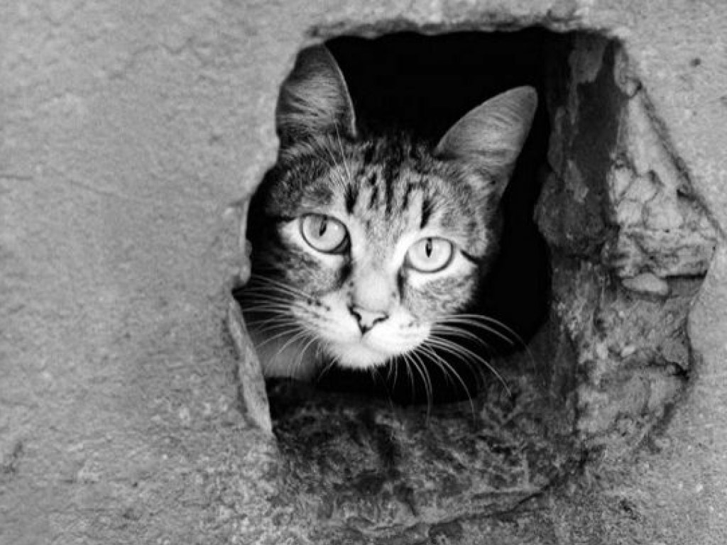 Житель Винницкой области получил приговор суда за убийство кошки