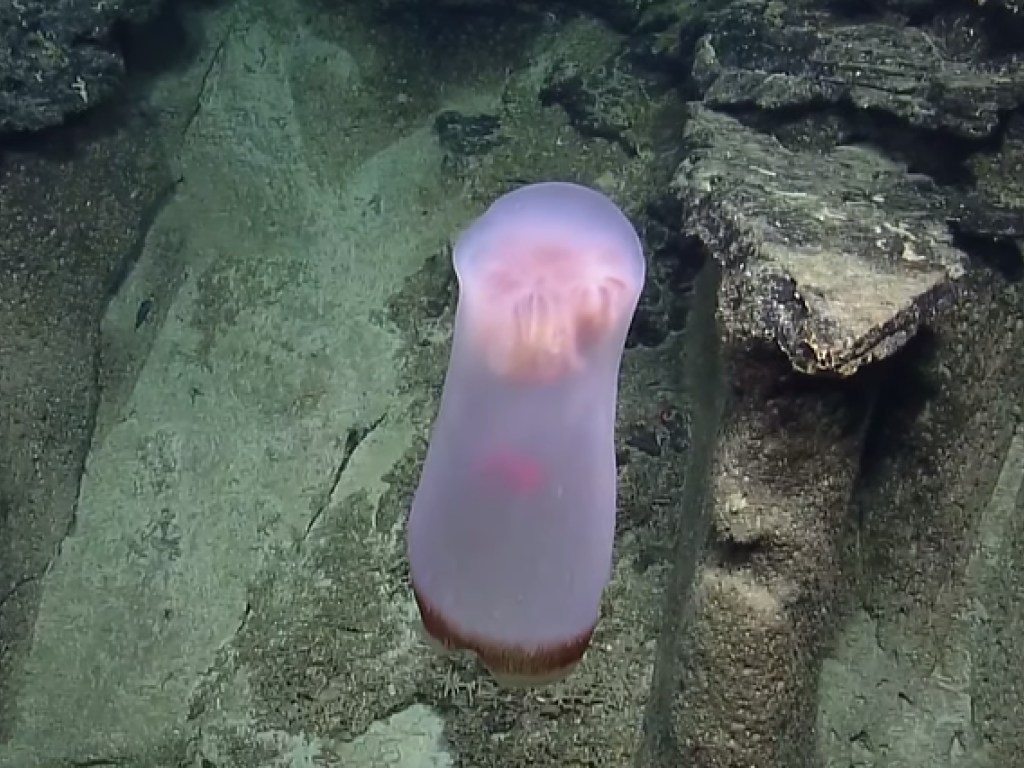 В Тихом океане ученые сняли на видео загадочную медузу (ФОТО, ВИДЕО)
