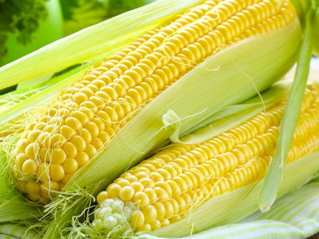 Эксперты назвали вред и пользу кукурузы