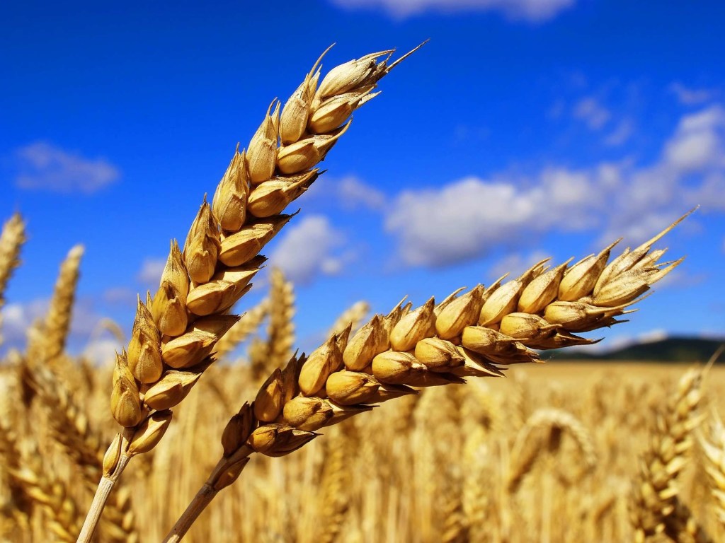 Лучшая крупа для похудения: Пшеница помогает сбрасывать вес в разы быстрее – медики