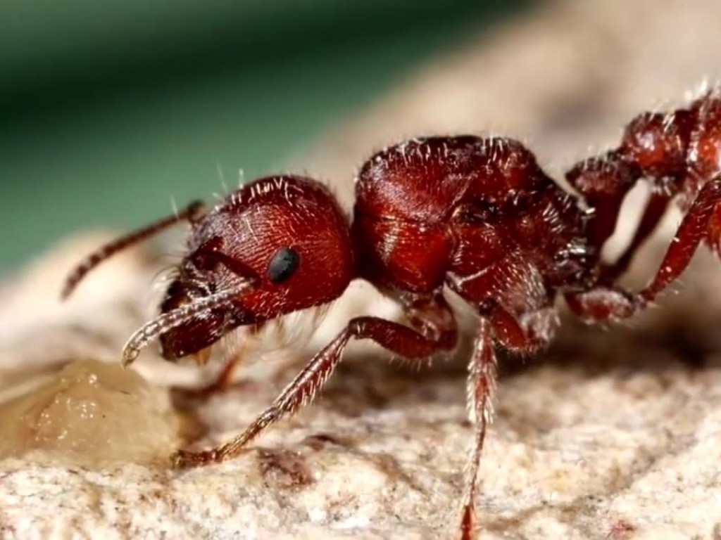 В США больного раком мужчину искусали муравьи в больнице, он скончался