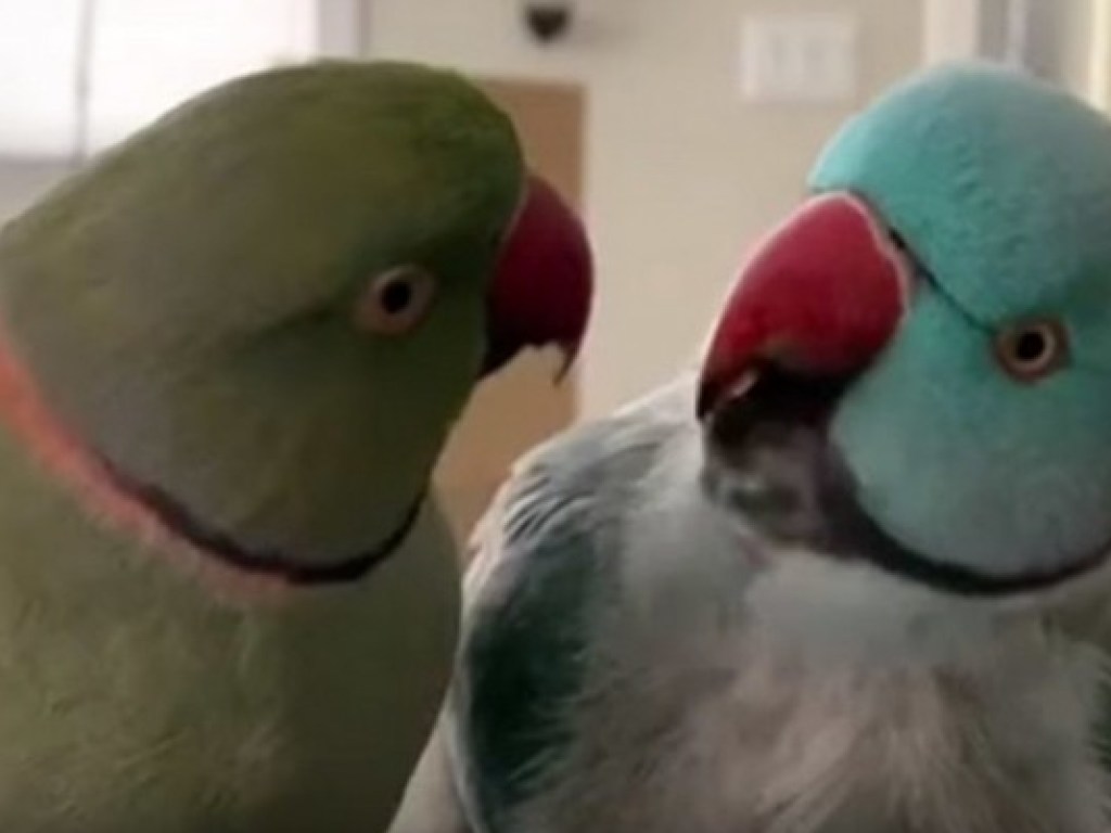 В Сети набирает популярность ролик с беседующими попугаями (ВИДЕО)