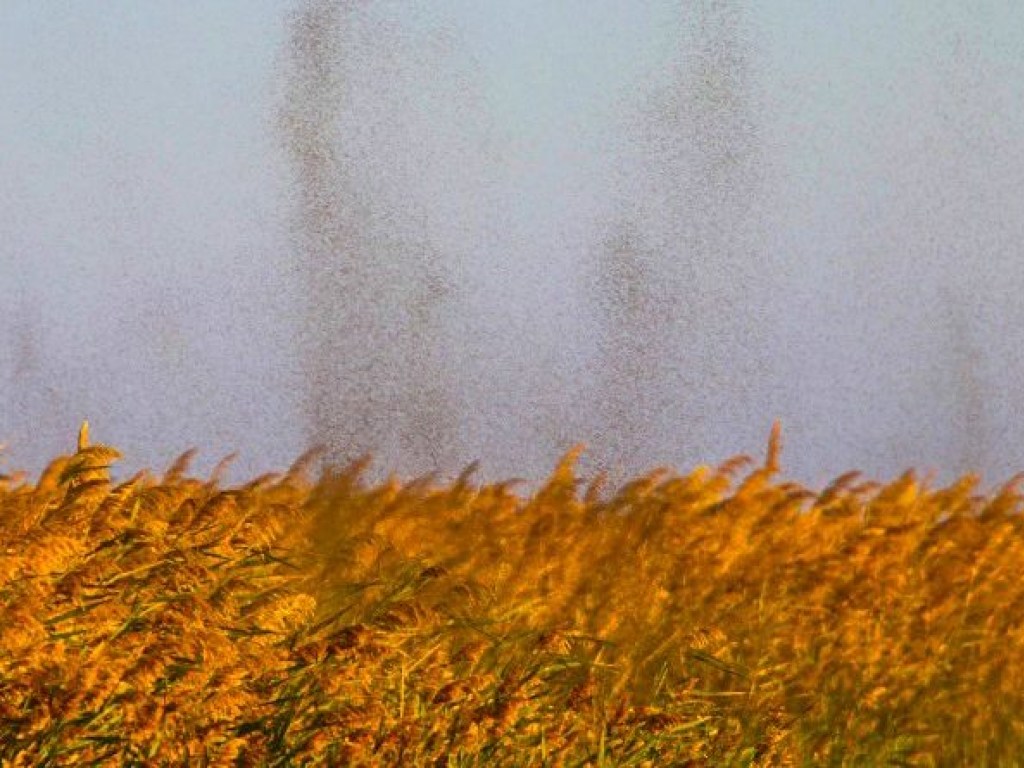 Тучи комаров в Одесской области пугают экологов (ФОТО)