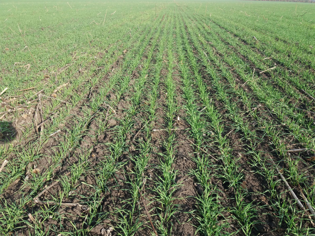 В США назвали новый прогноз урожая украинской пшеницы и кукурузы