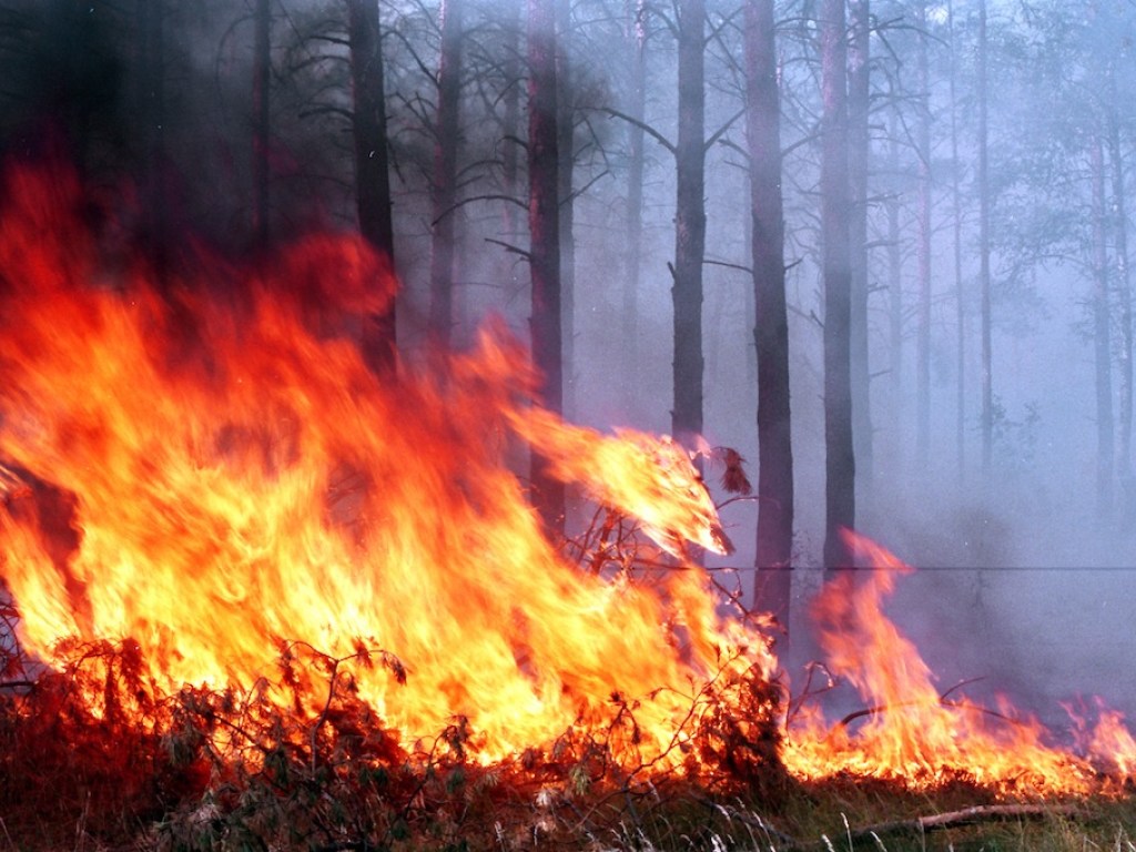 Поджог леса из-за обиды: жительнице Киевской области объявили подозрение