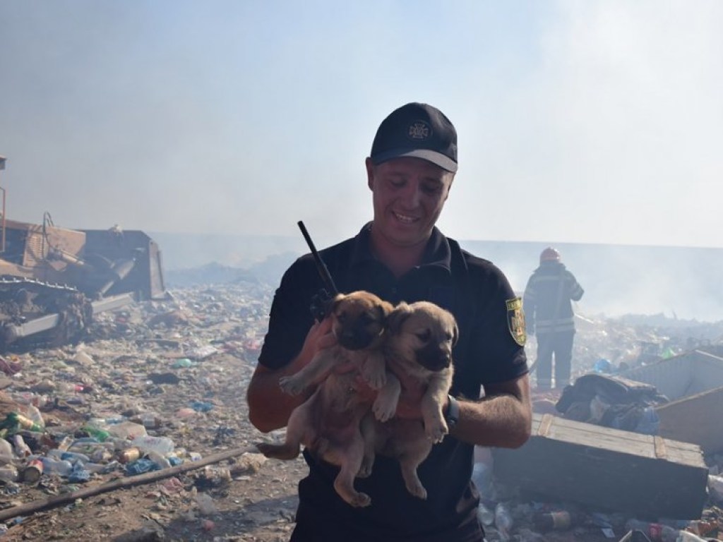 Из под колес бульдозера на свалке Николаева удалось спасти щенят (ФОТО)