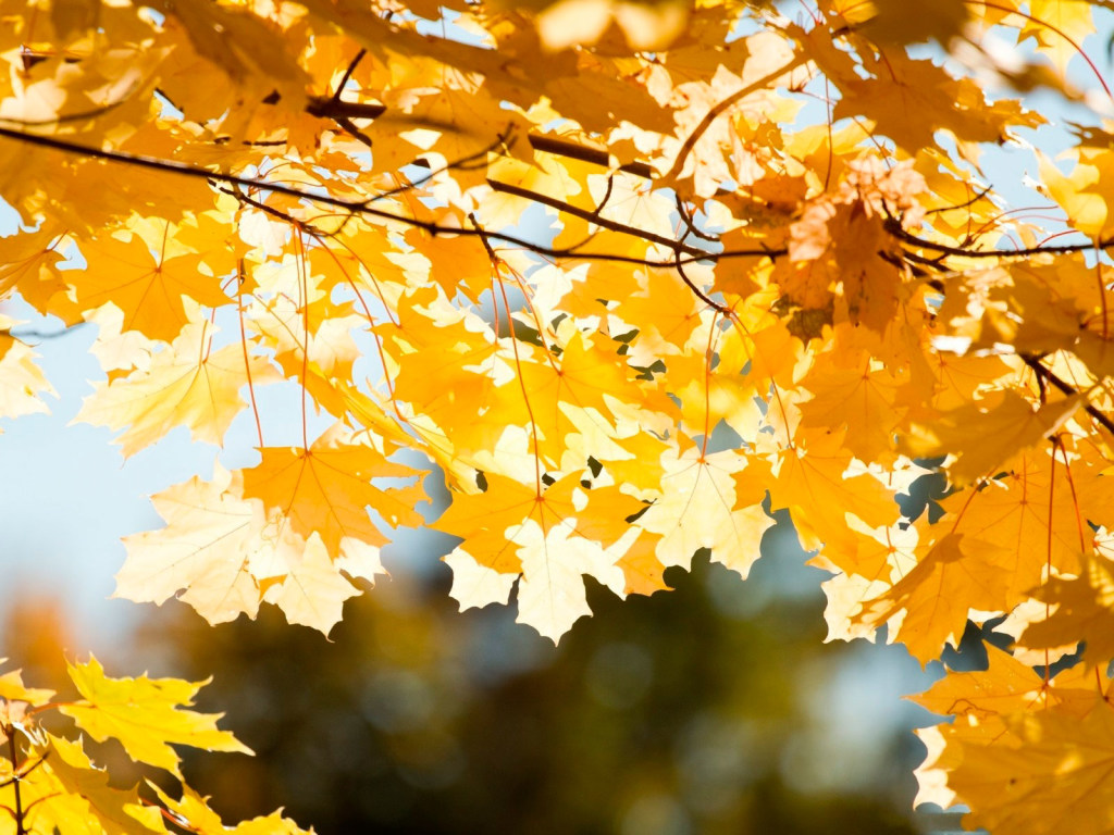 Синоптик: Во вторник повсюду в Украине немного потеплеет, будет сухо и солнечно (КАРТА)