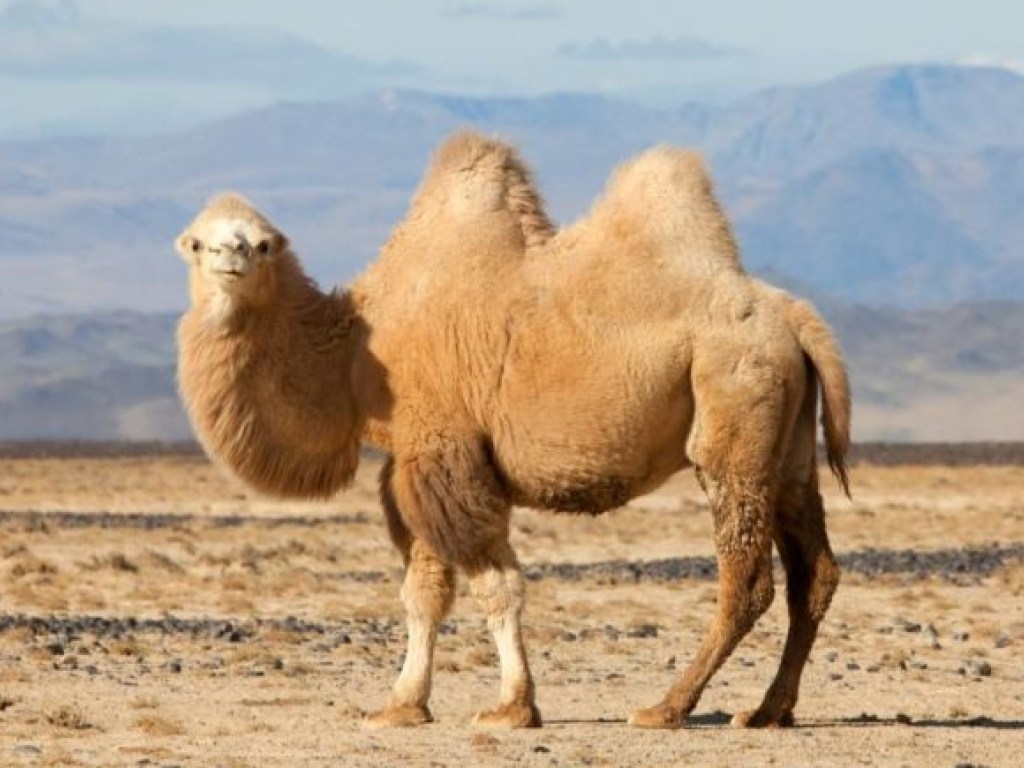 В США верблюд сел на женщину: спасаясь, она укусила животное за гениталии