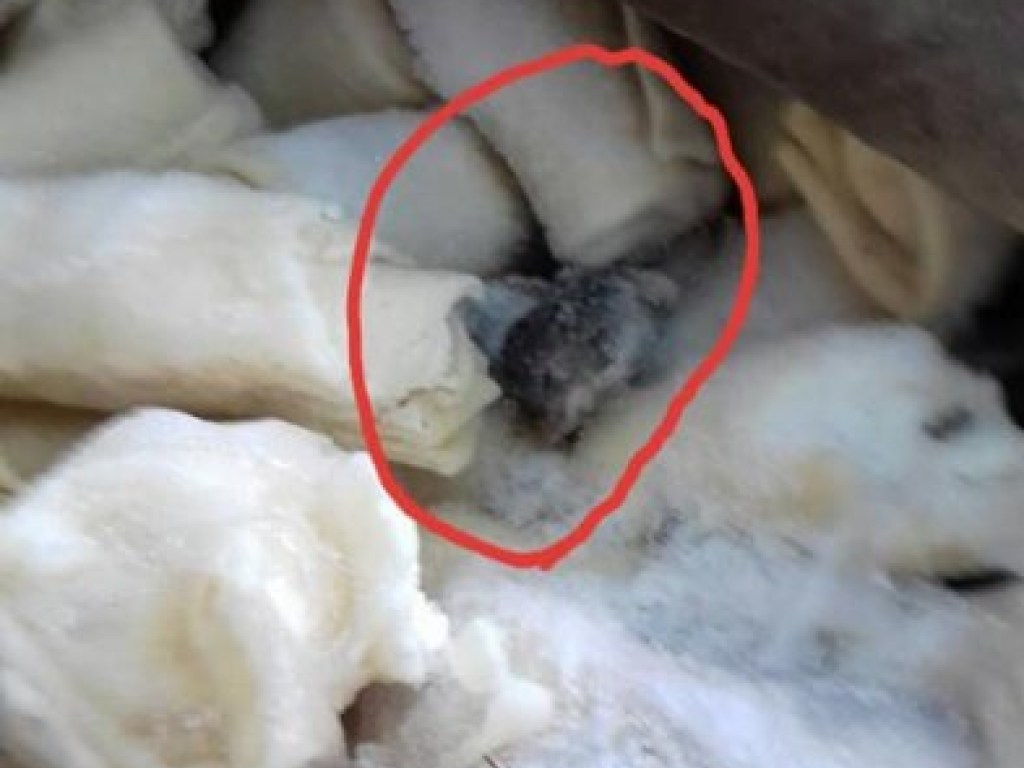 В николаевском магазине в полуфабрикатах обнаружили дохлую мышь (ФОТО)