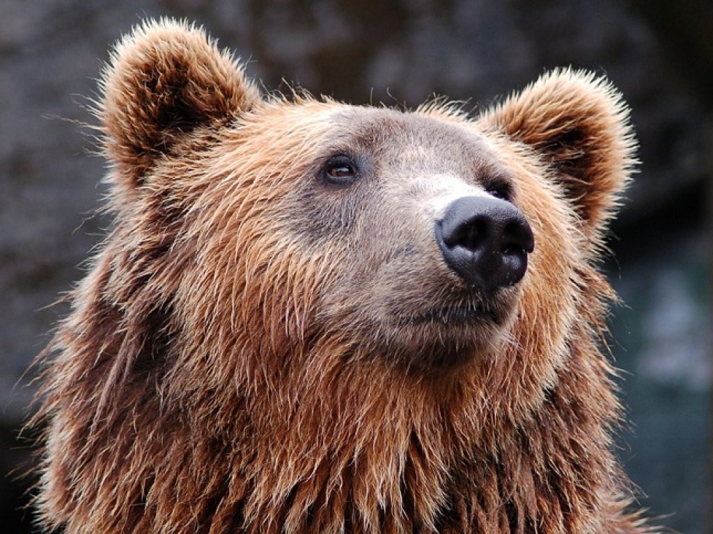 Ампутировали до колена: медведь лишил ноги сотрудницу зоопарка