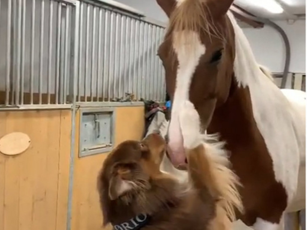 «Какая прелесть!»: Пользователи Сети умилились из-за дружбы собаки с лошадью (ВИДЕО)