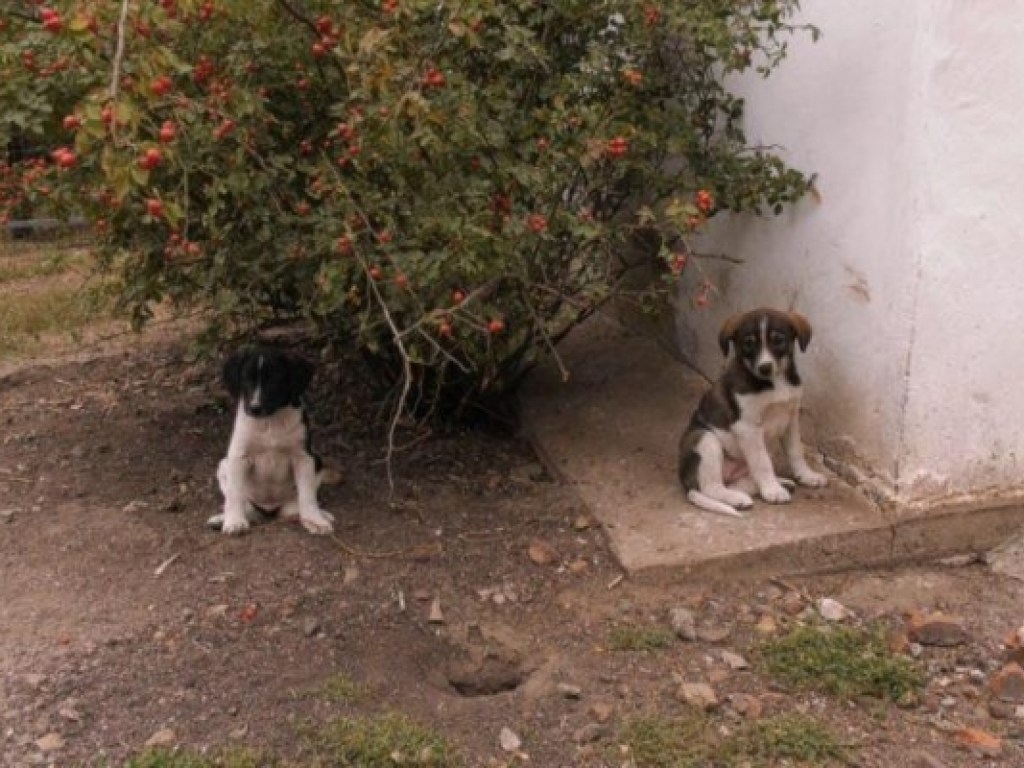 В Бердянске живодер сжег двух щенят (ФОТО)