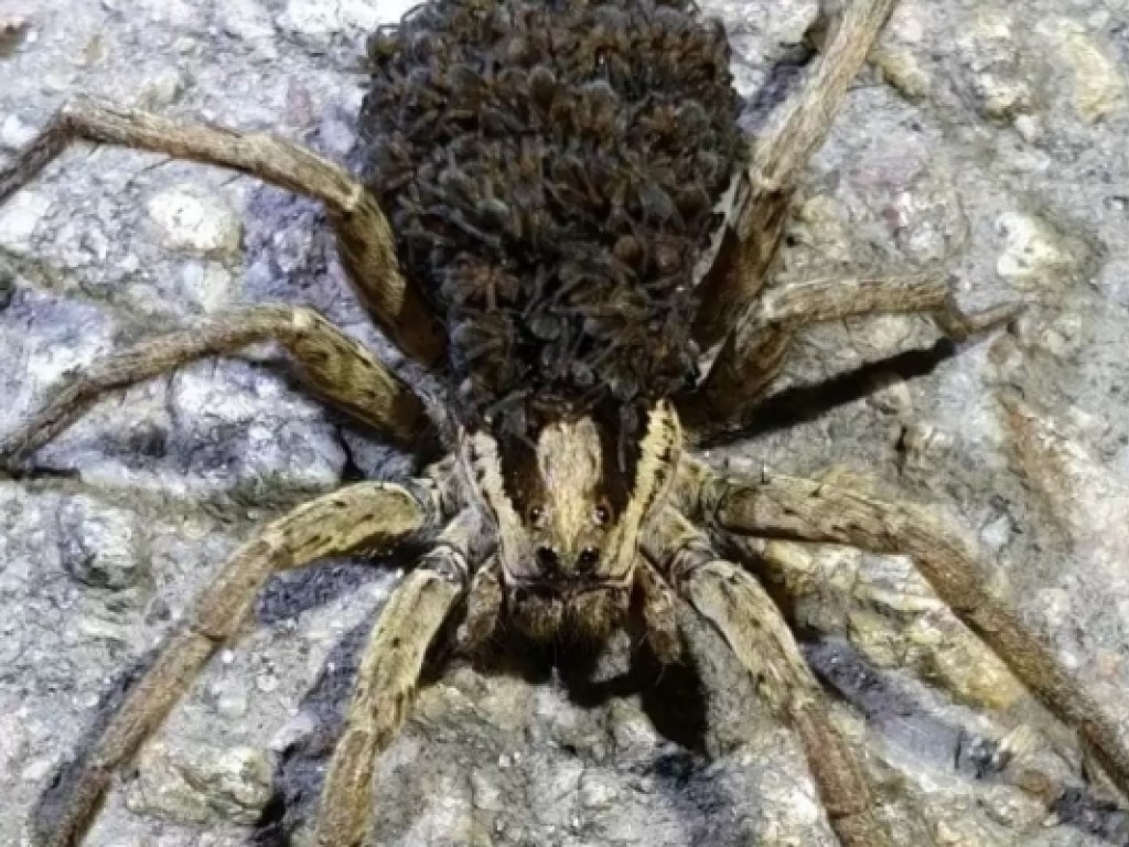 В Запорожье на улице заметили паука-тарантула, похожего на ягоду (ФОТО)