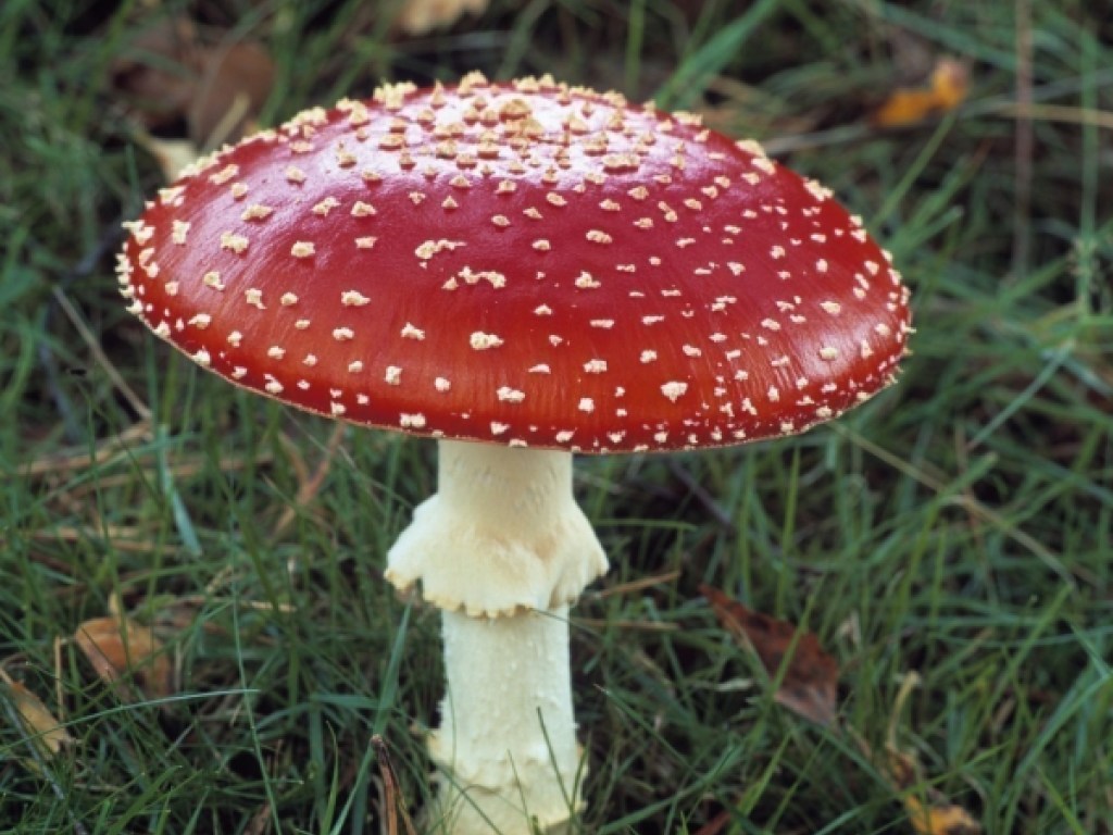 Медики рассказали, чего не стоит делать при отравлении грибами