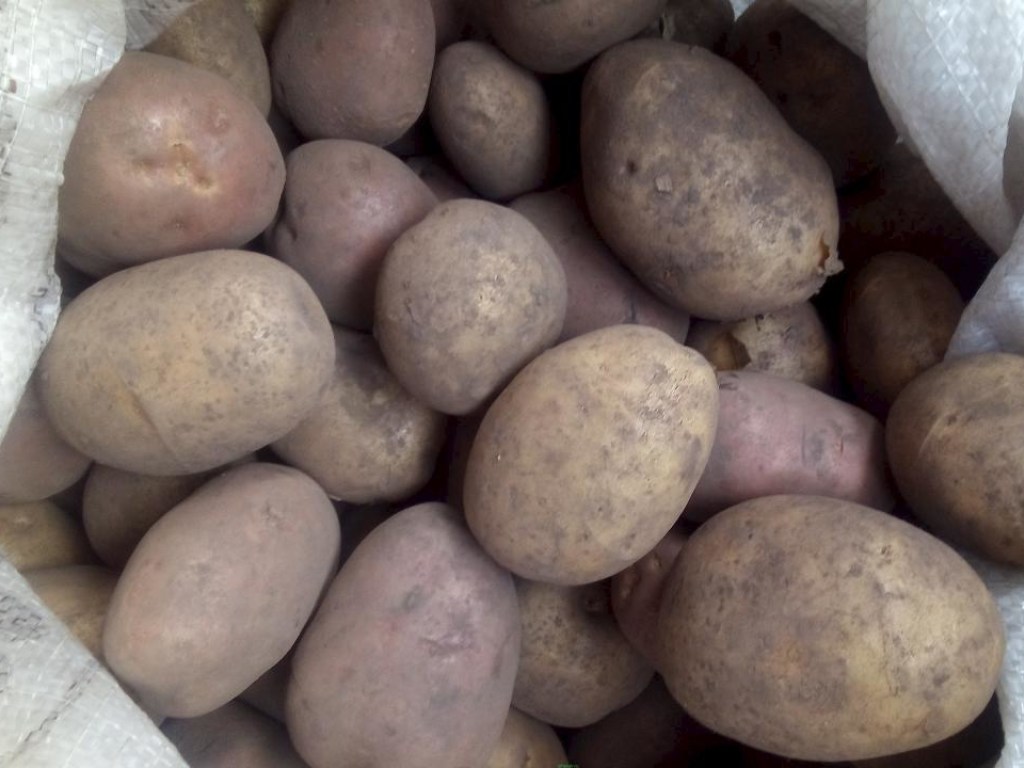 Эксперт дал советы, как выбрать качественный картофель «на зиму»