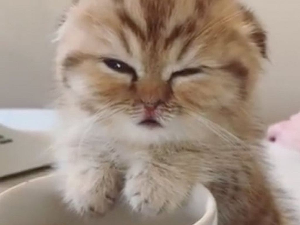 Пользователей Сети умилил котенок, который пытался заснуть над чашкой кофе (ВИДЕО)