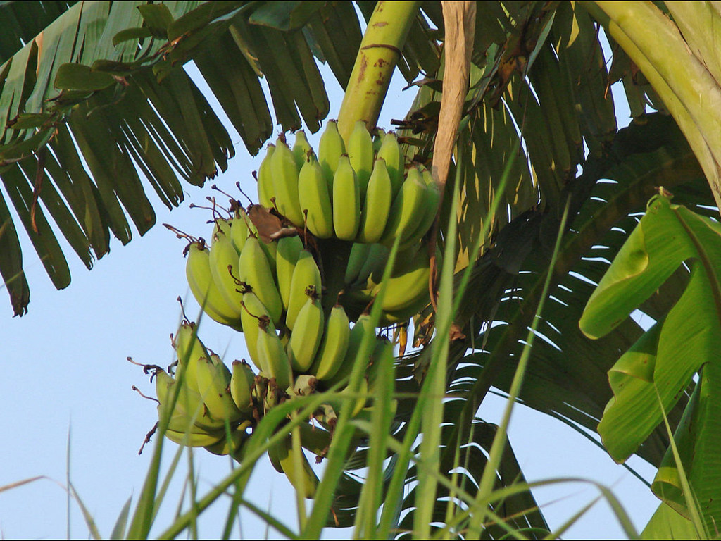Не все бананы одинаково полезны: врачи рассказали, как выбрать фрукт в зависимости от спелости