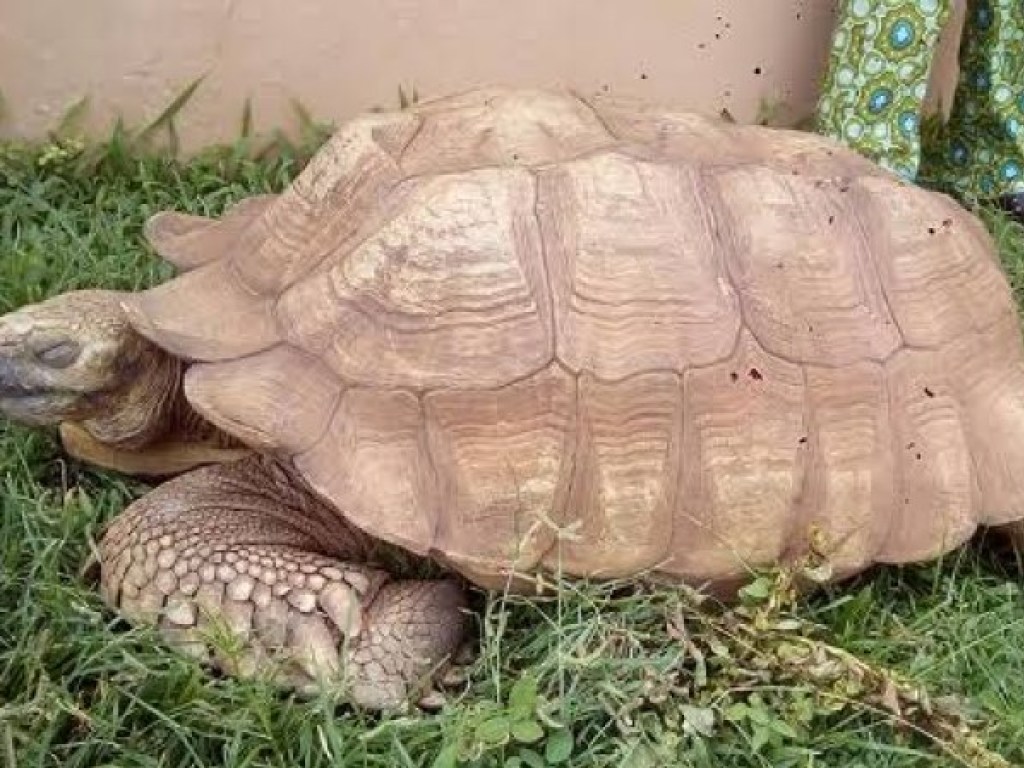 В Африке в возрасте 334 лет скончалась старейшая в мире черепаха