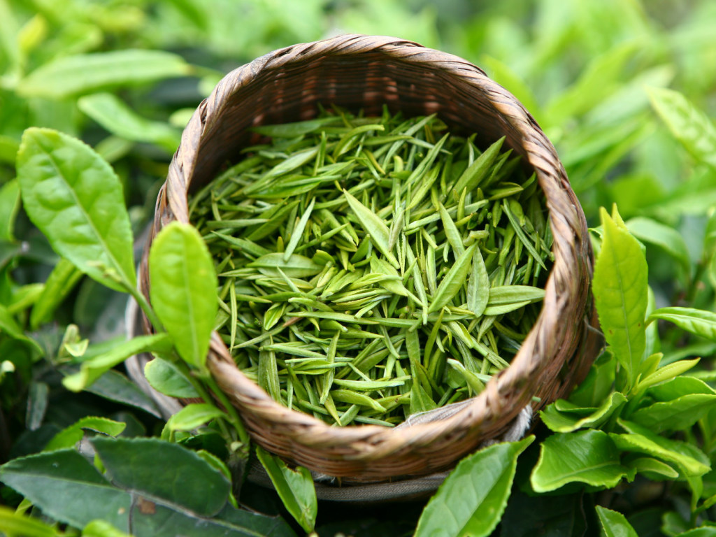 Природный антибиотик: Ученые назвали невероятную пользу зеленого чая