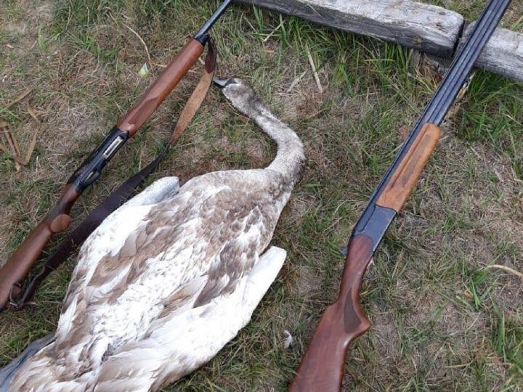 Пьяные браконьеры застрелили лебедя на Каневском водохранилище (ФОТО)