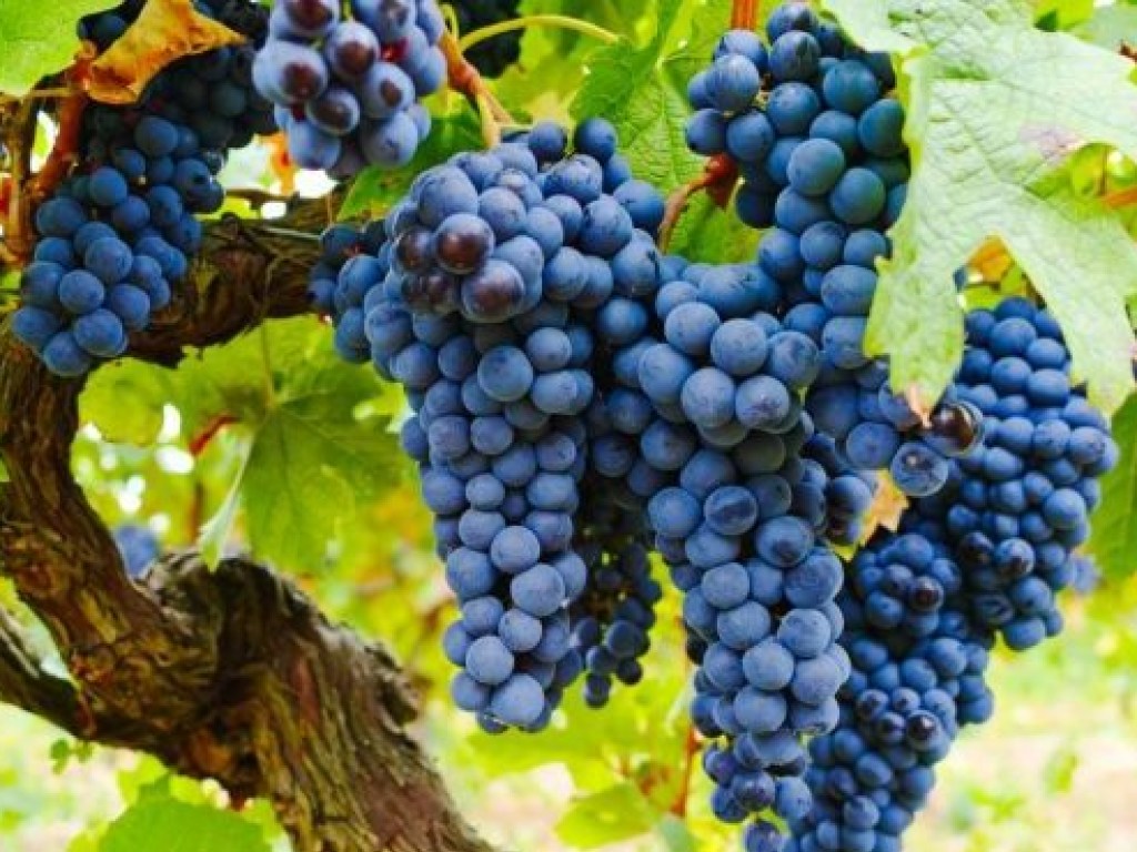 Эксперт рассказал, как выбрать правильное время для уборки дачного винограда, чтобы он долго хранился