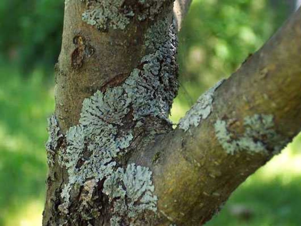 Дачные советы: В октябре нужно очистить стволы и ветви плодовых деревьев от лишайников