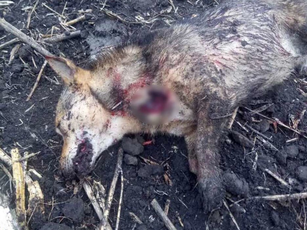 Под Днепром пьяные охотники застрелили домашнюю собаку (ФОТО)