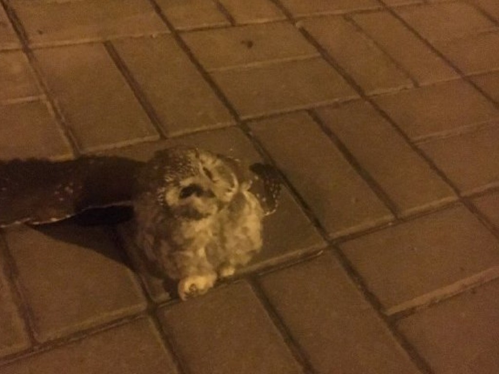 По ночной улице в центре Киева разгуливала сова (ФОТО)