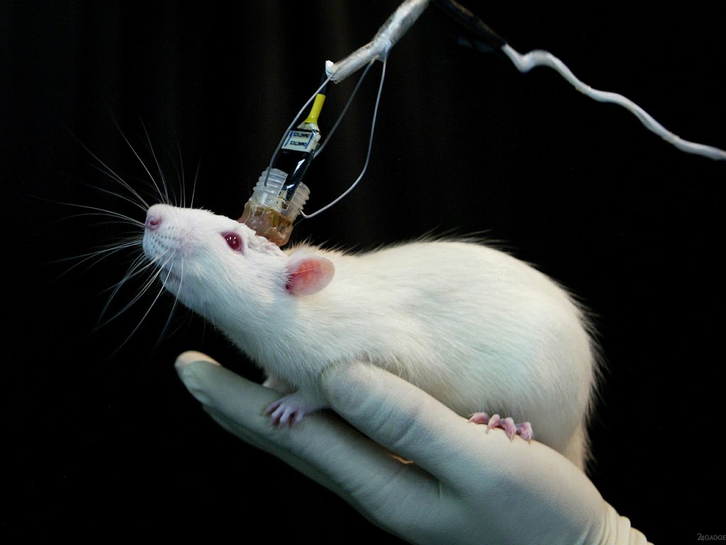 Японским ученым удалось оживить мертвый мозг мыши