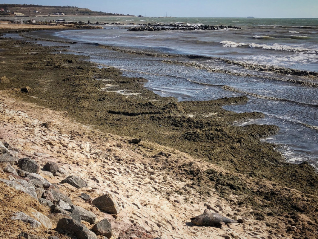 На Крыжановском пляже обнаружили мертвого дельфина (ФОТО, ВИДЕО)