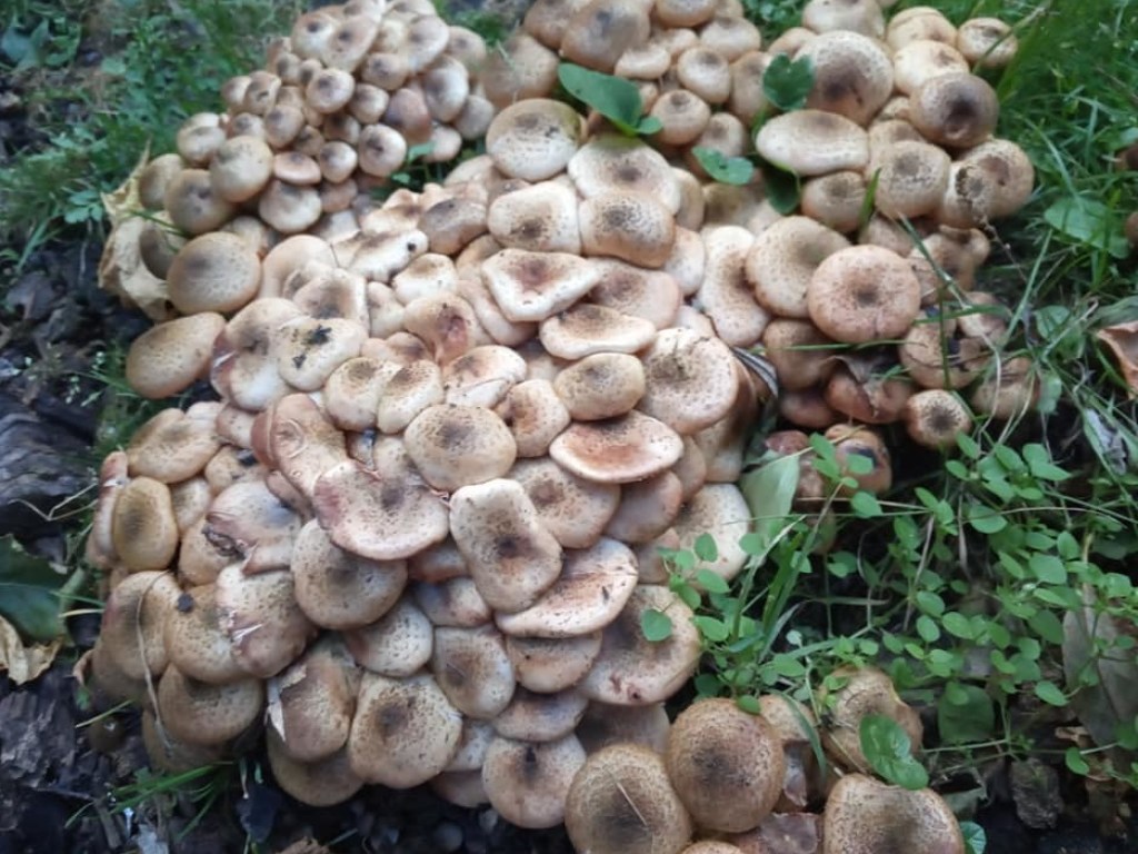 На Тернопольщине жители села нашли большой «урожай» грибов-опят (ФОТО)