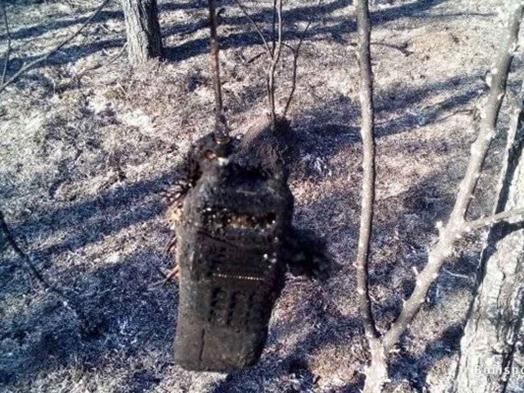 Отдых с шашлыком: под Киевом группа отдыхающих едва не уничтожила целый лес (ФОТО, ВИДЕО)