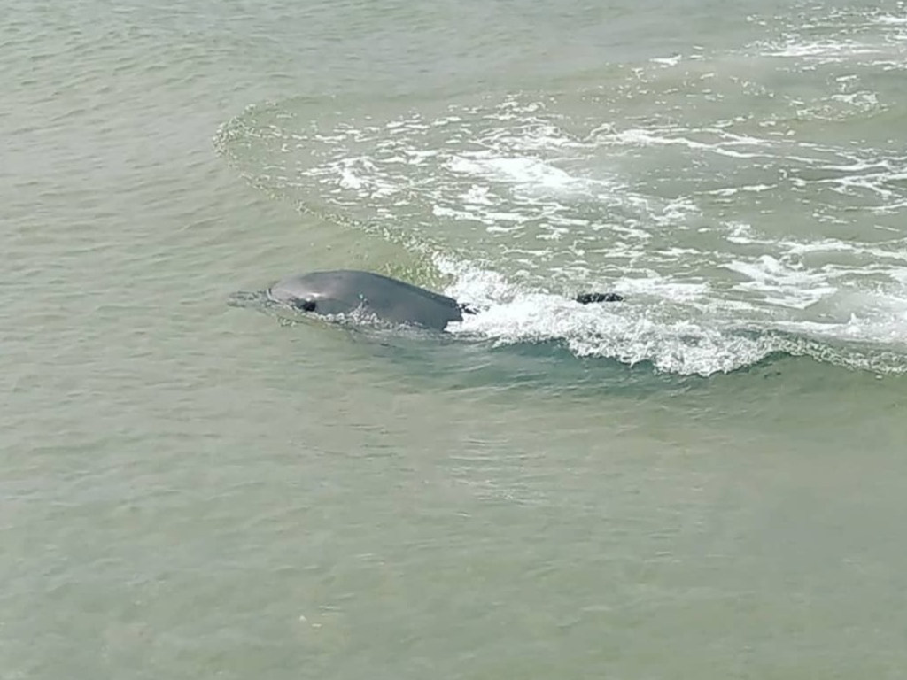 На популярном курорте дельфины пошли в отрыв после завершения сезона (ФОТО)