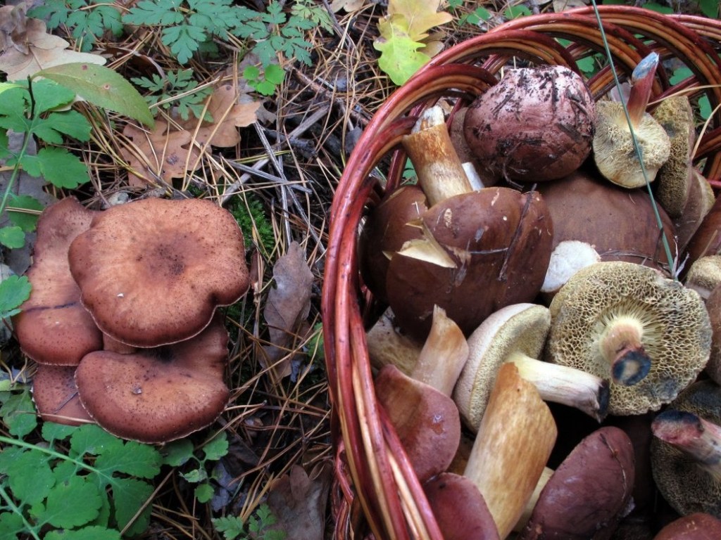 В Херсонской области две сельских семьи отравились грибами: 6 человек попало в больницу